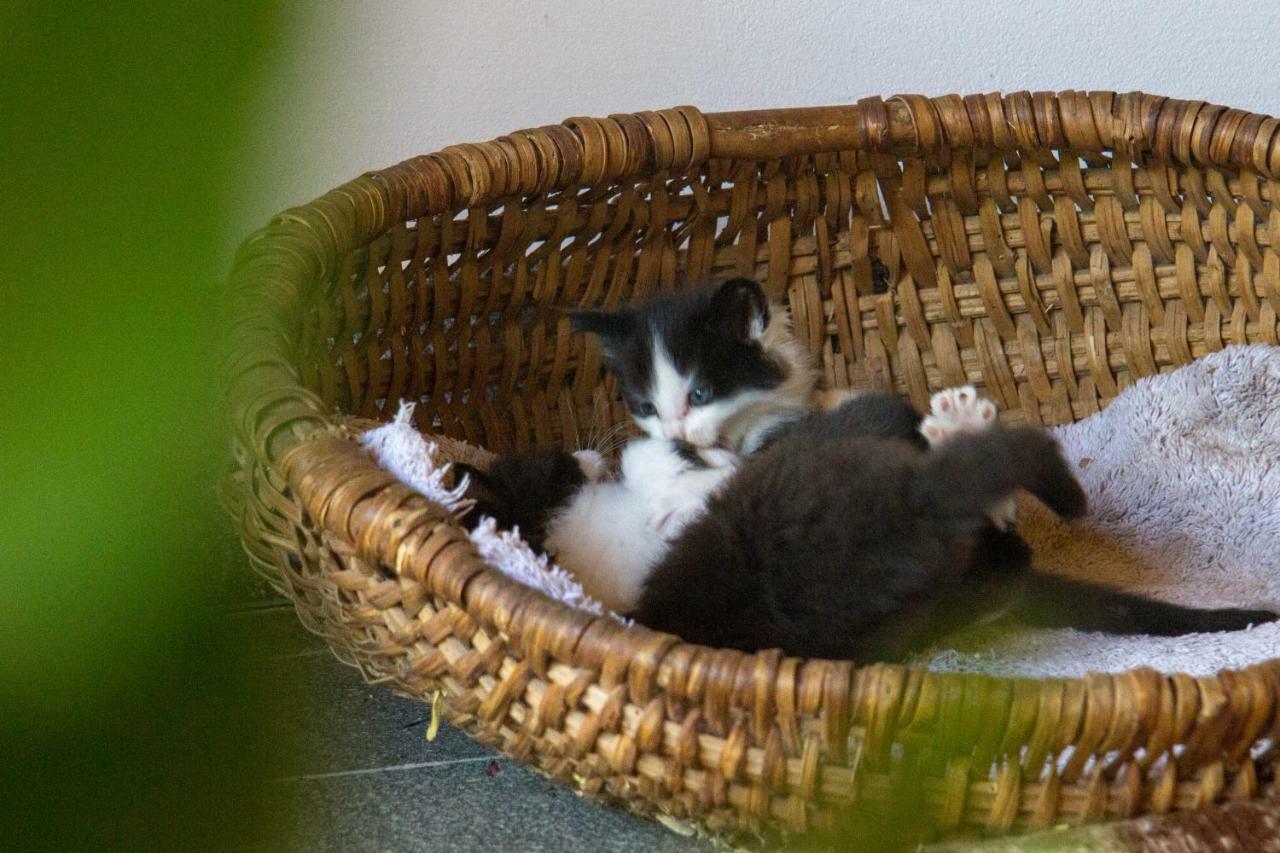 Willa Tomasoethof Castelrotto Zewnętrze zdjęcie